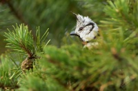Sykora parukarka - Lophophanes cristatus - Crested Tit 4530